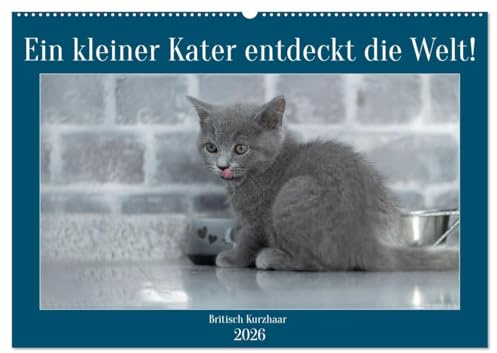 Ein kleiner Kater entdeckt die Welt! (Wandkalender 2026 DIN A2 quer), CALVENDO Monatskalender: Emotionale Fotos vom BKH Baby Kater (CALVENDO Tiere)