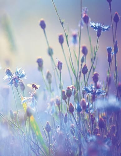 Summer Meadow: Blankbook (Blankbook (RB906))