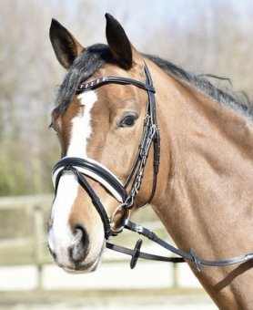 Busse Trense Collection EP III, VB, schwarz (weiß)/Strass