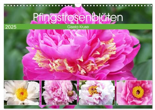 Pfingstrosenblüten (Wandkalender 2025 DIN A3 quer), CALVENDO Monatskalender: Die Rosen des Frühlings wunderschön porträtiert (CALVENDO Natur)