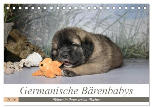 Germanische Bärenbabys (Tischkalender 2026 DIN A5 quer), CALVENDO Monatskalender: Zauberhafte Welpenbilder von Germanischen Bärenhunden. (CALVENDO Tiere)