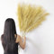 YiYa 6 Pcs Dorados Pampas Secas Decoracion Grandes 113 Cm Pampas Esponjosos Hierba Artificial de Pampa para Wedding Sala De Estar, Hogar, Piso, Jarrón, Decoración Boho