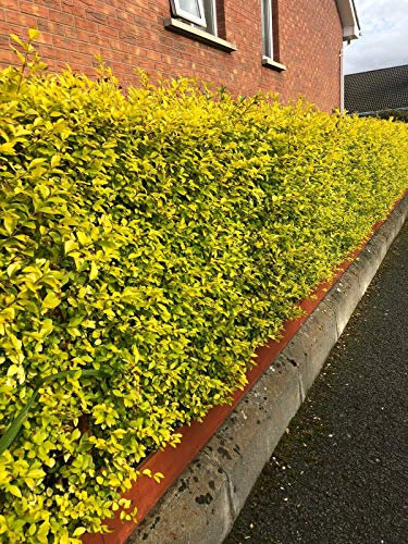 5 Golden Privet Evergreen Hedging Plants Fast Growing Shrubs 25-40cm Potted Sunnyside Nurseries