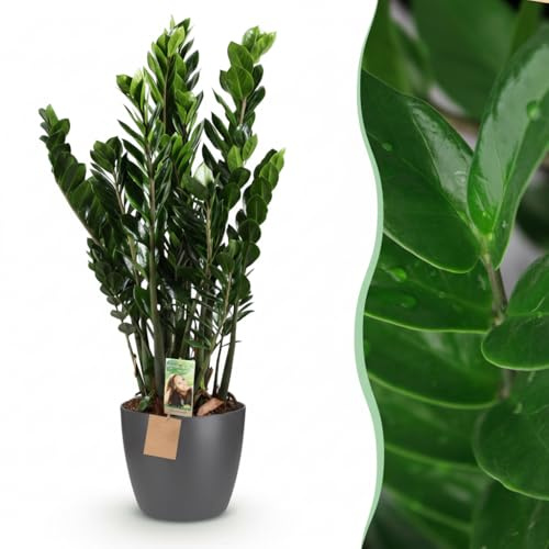 Green boutiQ - Zimmerpflanze - Glücksfeder - Zamioculcas Zamiifolia - Grün - Pflegeleicht - 1 Pflanze - mit Potter Grau - Topf 21cm - Höhe 80-90cm