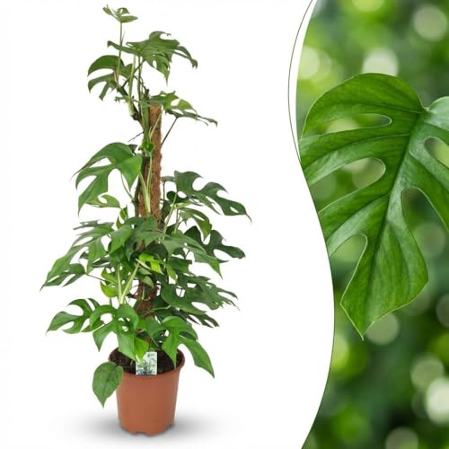 Green boutiQ - Zimmerpflanze - Mini-Fensterblatt - Monstera Minima Moosstab - Grün - Pflegeleicht - 1 Pflanze - Topf 19cm - Höhe 90cm