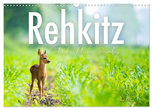 Rehkitz - Flinke kleine Bambis. (Wandkalender 2026 DIN A3 quer), CALVENDO Monatskalender: Niedlich und unbeholfen. (CALVENDO Tiere)