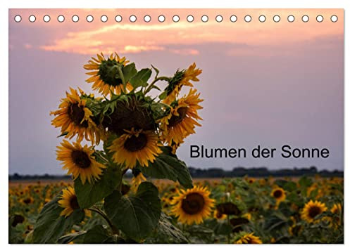 Blumen der Sonne (Tischkalender 2026 DIN A5 quer), CALVENDO Monatskalender: Sonnenblumen in verschieden Lichtverhältnissen (CALVENDO Orte)