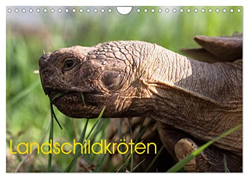 Landschildkröten (Wandkalender 2026 DIN A4 quer), CALVENDO Monatskalender: Verschiedene Arten von Landschildkröten (CALVENDO Tiere)