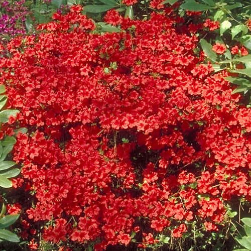 1 pianta durevole di arbusto sempreverde giapponese AZALEA 'GEISHA RED' in vaso.