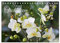Schönste Orchideen (Tischkalender 2025 DIN A5 quer), CALVENDO Monatskalender