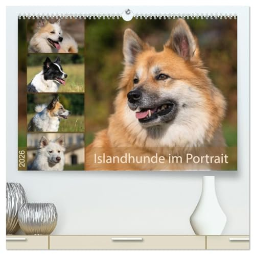Islandhunde im Portrait (hochwertiger Premium Wandkalender 2026 DIN A2 quer), Kunstdruck in Hochglanz: Kennzeichnend für Islandhunde sind die ... Fellfarben und Farbmuster. (CALVENDO Tiere)