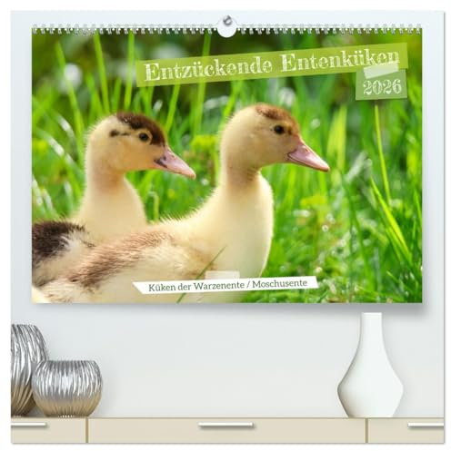 Entzückende Entenküken (hochwertiger Premium Wandkalender 2026 DIN A2 quer), Kunstdruck in Hochglanz: Bezaubernde Tierfotografie (CALVENDO Tiere)