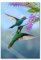 Pixxprint Glasbild, Wandbild aus Echtglas, Zwei grüne Kolibris an lila Blume, 60x80 cm, inkl. Aufhängung und Abstandshalter