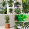 20 pcs bergpalme samen, grünpflanzen, mini gewächshaus fensterbank, Chamaedorea elegans, exotische pflanzen samen, kletterpflanzen winterhart schnellwachsend luftreinigende zimmerpflanzen