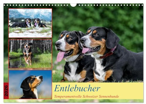 Entlebucher - Temperamentvolle Schweizer Sennenhunde (Wandkalender 2026 DIN A3 quer), CALVENDO Monatskalender: Entlebucher, der Kleinste der 4 Schweizer Sennenhundrassen (CALVENDO Orte)