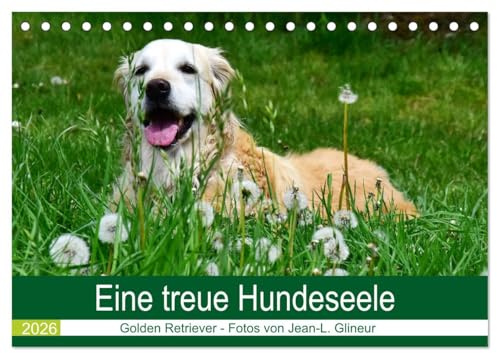 Eine treue Hundeseele - Golden Retriever (Tischkalender 2026 DIN A5 quer), CALVENDO Monatskalender: Der ideale Familienhund (CALVENDO Tiere)