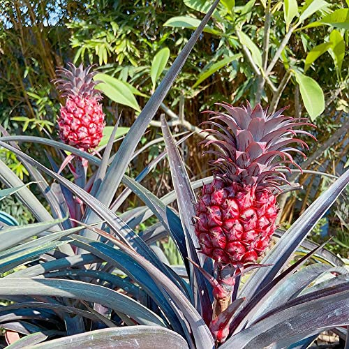 ananas pflanze,Ananaspflanze samen,Seltene Pflanzen serie,säulenobst saatgut alte sorten winterharte kübelpflanzen geschenk für gartenfreunde obst samen 30 Stück