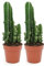 2 Cactus del Ordenador ⌀10cm Planta para Exterior e Interior en maceta de 8cm