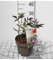 Sambucus nigra 'Black Beauty'® ('gerda'®) - Schwarze Holunderbeere 30-40 cm - Container