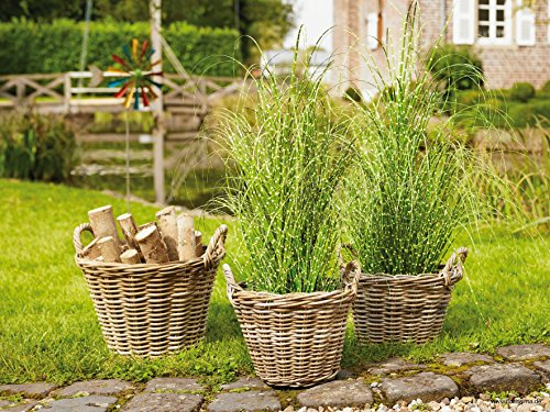 Künstliche Pflanzen - Dekogras im schwarzen Topf - Klein: 55cm - Grün & Gelb Gefleckt - Künstlich & Hochwertig - Gras/Grasbündel/Ziegras/Ufergras/Kunstgras