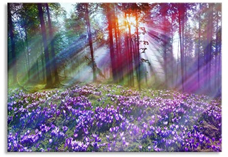Pixxprint Glasbild, Wandbild aus Echtglas, Krokusse im Wald, 60x40 cm, inkl. Aufhängung und Abstandshalter