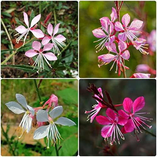 Gaura Lindheimeri Semillas Mariposas,Serie de plantas raras,Mezcla de flores Decoración de alféizar Plantas perennes resistentes para interiores Plantas de jardín Semillas de 600