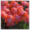Tulpen – mehrjährige, seltene und schöne, winterharte Knollenblumen mit leuchtenden Farben, perfekt als Gartendekoration.-3 zwiebeln-D
