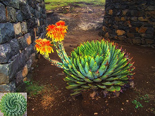 ~ Africana espiral Aloe Aloe Polyphylla ~ RARE suculento de ~ 5 ~ Semillas increíble Cactus ~
