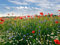 wandmotiv24 Fototapete Blumenwiese Größe: 350 x 260 cm Wandbild, Motivtapete, Vliestapete KTk493