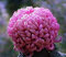 vegherb 11: 50 Samen/Beutel Bodendecker Chrysanthemum Blumensamen Perennial Bonsai Daisy Pflanzensamen Für Hausgarten 11