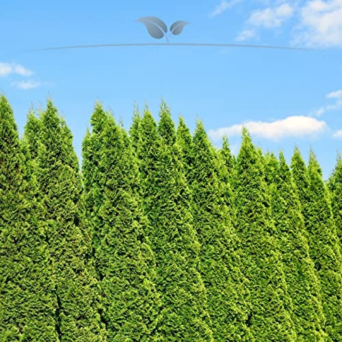 Gardline - Lebensbaum Thuja Smaragd 160-180 cm. 3-150 Thuja Pflanzen. Sichtschutz Hecke - 6 St. (ca. 2,5 Meter)