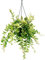 POWERS TO FLOWERS - AESCHYNANTHUS BOLERO BICOLORE, pianta vera