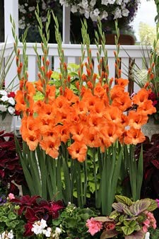 Ponak Neue 20st mehrjährige Gladiolen Blumensamen orange