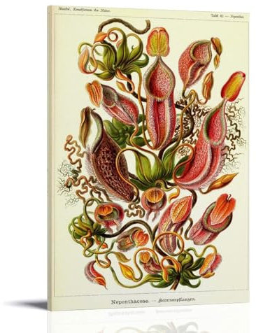 HDMMXEN Ernst Haeckel Gemälde, Blumen, gedruckte Poster, Kunstwerke, Leinwand, ästhetische Wandkunstdrucke, Heimdekoration, moderne Dekoration, 40 x 60 cm