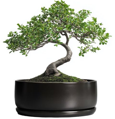 SQOWL Bonsai-Töpfe – 20,3 cm Keramik-Pflanztöpfe für Sukkulenten, runder Indoor-Pflanztopf mit Ablaufloch und Untersetzer, Flache Moderne Pflanzschale, Raumdekoration, Schwarz