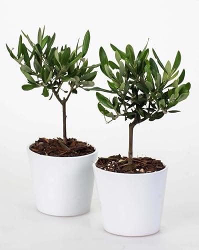 Olivo mini Bonsai, Pianta Vera da Interno ed Esterno, 18-20 cm di Altezza, Mini Bonsai Mediterraneo, Olea Europaea con Vaso Ceramica Bianco Design Minimalista, Ideale per Arredo Casa e Ufficio