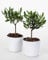 Olivo mini Bonsai, Pianta Vera da Interno ed Esterno, 18-20 cm di Altezza, Mini Bonsai Mediterraneo, Olea Europaea con Vaso Ceramica Bianco Design Minimalista, Ideale per Arredo Casa e Ufficio