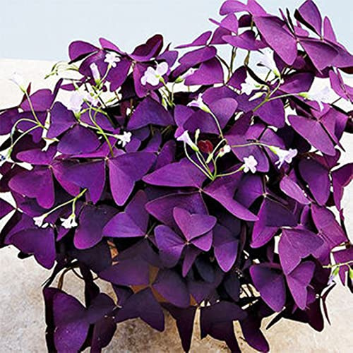 Oxalis Rhizome, Lange BlüTezeit, Mehrjährig Große Rhizome, Hoher Zierwert, (Winterhart/Stauden/Staude/), FüR Einen FrüHlingsgarten Unverzichtbar, 4bulbs-F