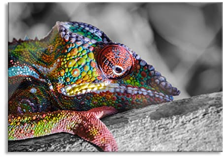 Pixxprint Glasbild, Wandbild aus Echtglas, Chamäleon aus Madagaskar, 60x40 cm, inkl. Aufhängung und Abstandshalter