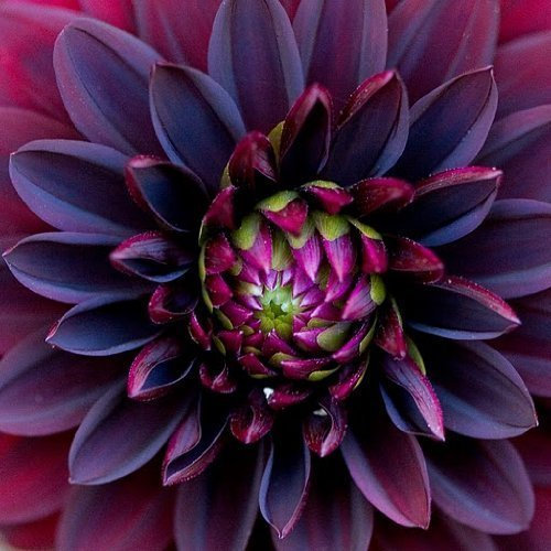 10+ semi di fiori di dalia nera di CHERYL'S UNIQUE FLOWER SEEDS