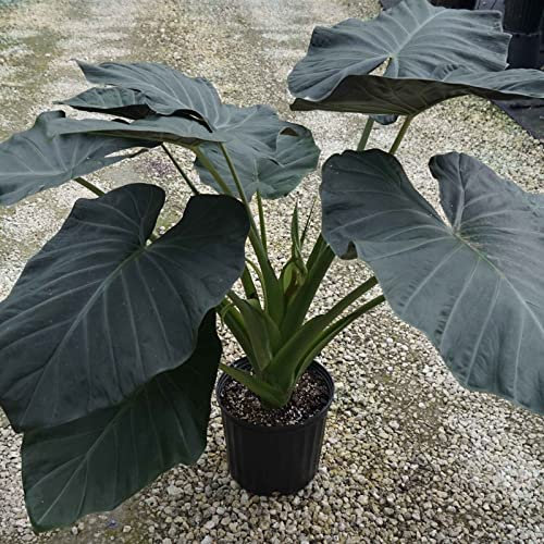 Elefantenohrzwiebeln, Winterharte MehrjäHrige Blumenzwiebeln, Frische Gartendekoration – Perfekte Zimmer-Zierpflanze, Staude Mit HerzföRmigen BläTtern-10zwiebeln-e
