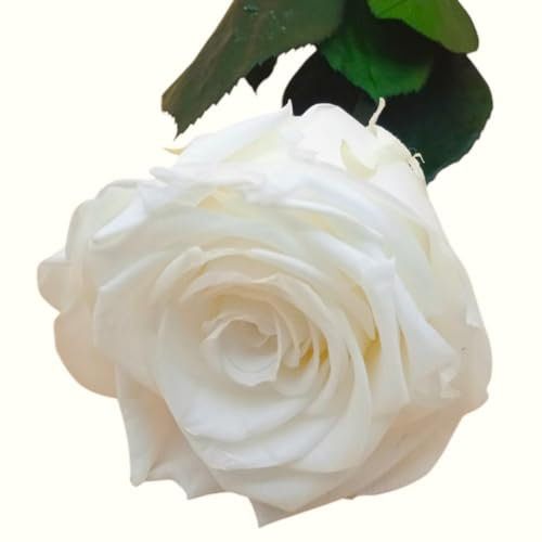 ROSA BIANCA naturale conservata. Fiore conservato Bianco eterno. Compleanno, regalo originale. Rosa eterna bianca conservata Made in Spagna.
