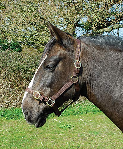 Rhinegold Ponystrick Tierhalsband Pony Größe, Nylon, Einstellbare Noseband und Messing-Stollen und Schnallen