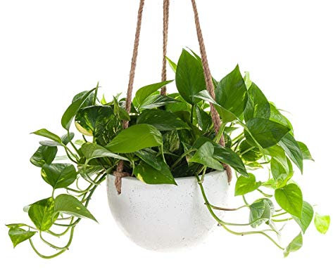 Devils Ivy Hanging Plant in a 15cm Hanging Pot -Scindapsus Aureus or Pothos