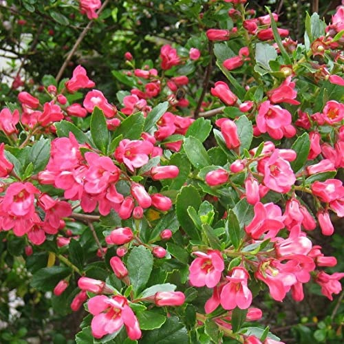 Andenstrauch 'Donard Seedling' - Escallonia 'Donard Seedling' - 40-50 cm Topf - Rosa Blüten, pflegeleicht