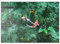 MyPuzzle Monets Koi Teich in der Stadt Seki in der Präfektur Gifu, Japan - Premium 500 Teile Puzzle - MyPuzzle Sonderkollektion von Puzzle Galaxy