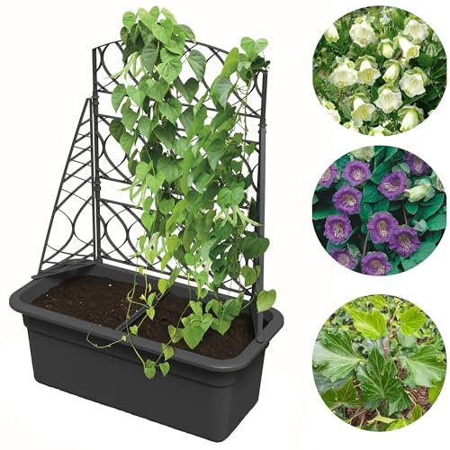 botle Macetero con pérgola con estructura, macetero para jardín, con soporte para enredaderas, grande, plástico, antracita, 58 x 78 cm, maceta para enredaderas, flores trepadoras