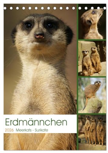 Erdmännchen-Meerkats-Surikate (Tischkalender 2026 DIN A5 hoch), CALVENDO Monatskalender: Edrmännchen sind einfach putzige Kerlchen. (CALVENDO Tiere)