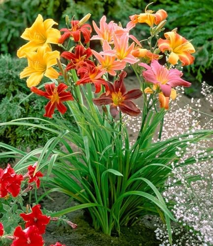 BALDUR Garten 5er Hemerocallis-Mix 'Farben des Sommers', Knollen in Größe I | farbenfroher Dauerblüher, pflegeleicht und blühfreudig, Blickfang im Beet & Kübel, essbare Blüten, mehrjährig