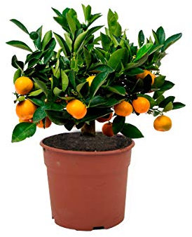 CALAMONDIN ENANO | CITROFORTUNELLA MICROCARPA | CÍTRICO ENANO | 40cm de altura (Envíos solo a Península)